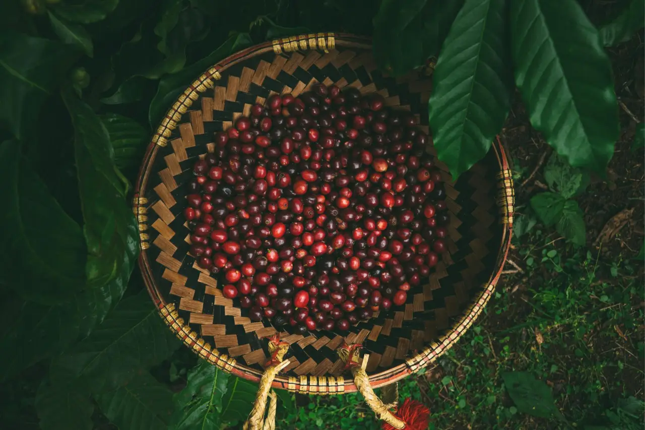 Coffee